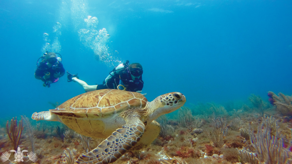 Diving with Turtles