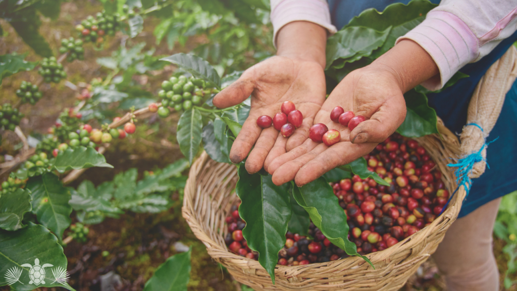 Coffee Tour on West Side Big Island
