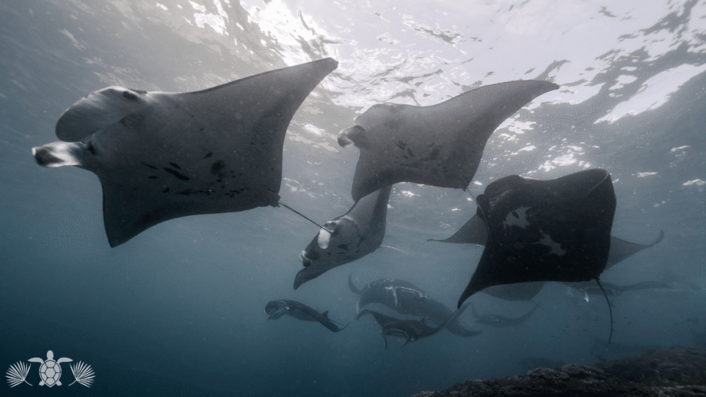 Manta rays you'll see when living in Kona Hawaii
