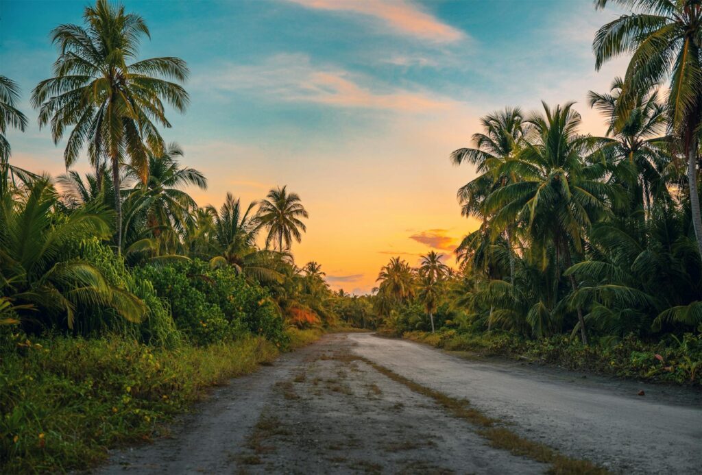 wet road with palm trees