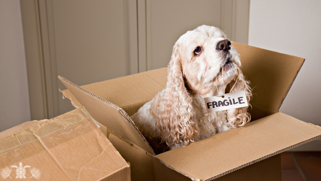 Moving to Hawaii with Pets: A dog with a fragile sign