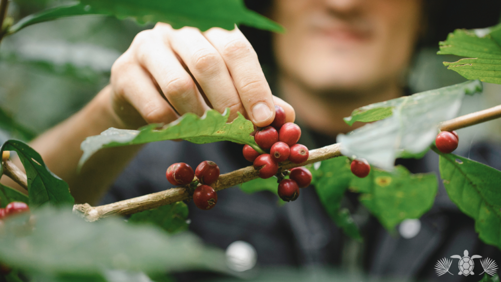 Harvesting the Best Kona Coffee